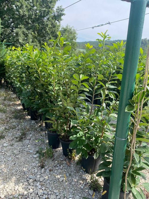 Design rafinat cu plante ornamentale variate