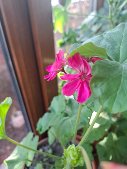 Продаем цветы домашние в горшочках