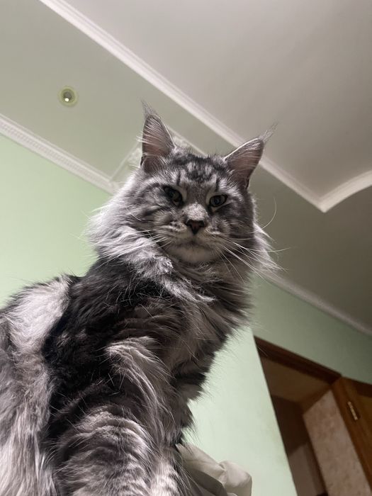 Вязка кот Мейн Кун