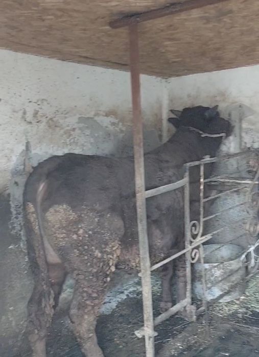 Сатылады семыз огыз