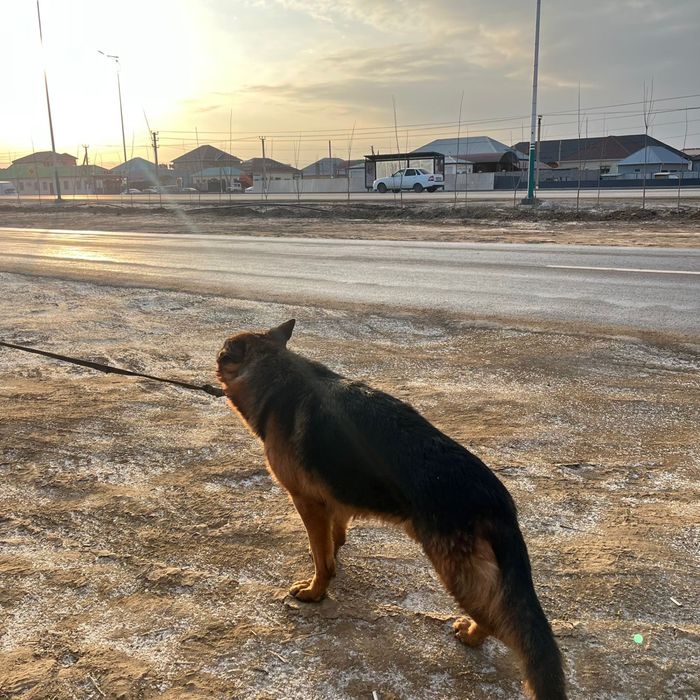 Немецкая овчарка