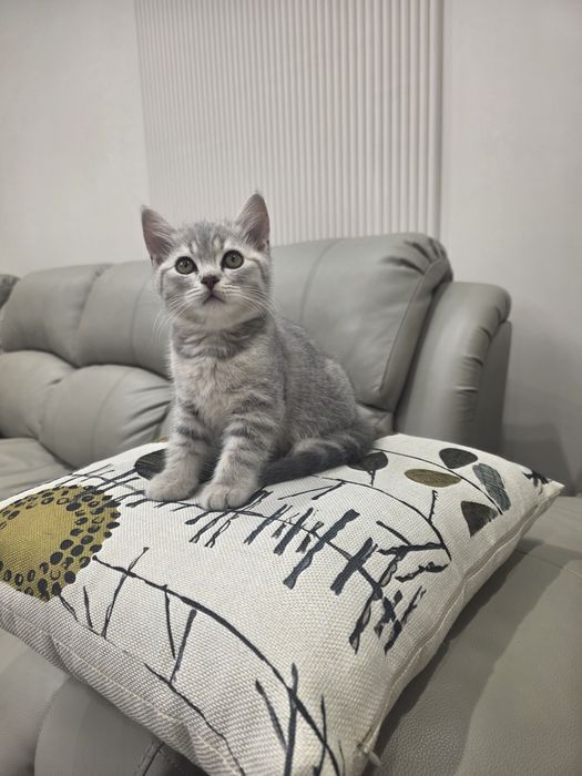 Продаётся котёнок скоттиш