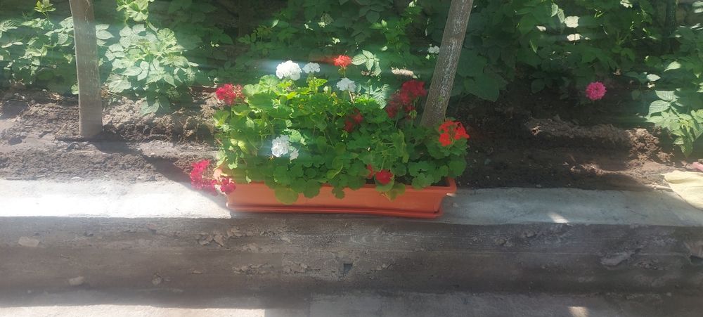 Герань ва пеларгония гуллари