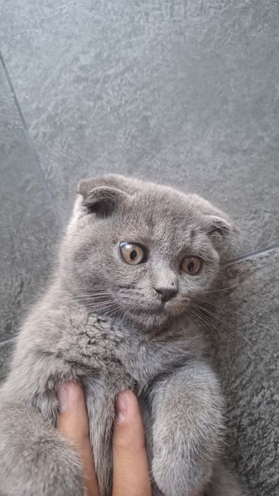 шотландская вислоухая