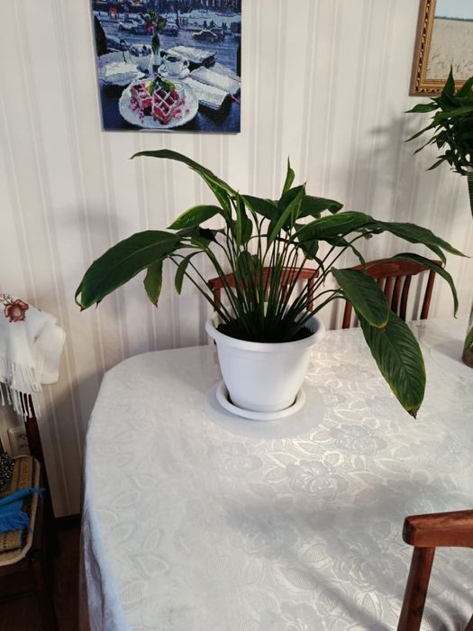 Разные комнатные ( большие) цветы