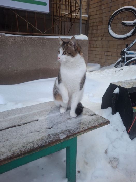 Домашнее животное