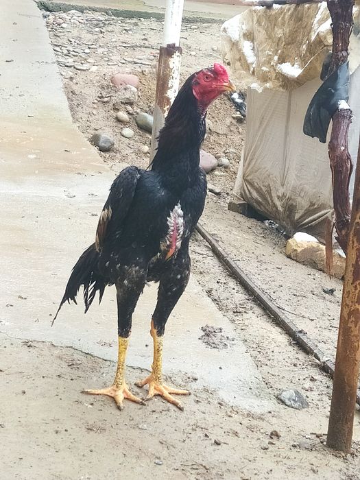 Dakan joja sotiladi Mayiski