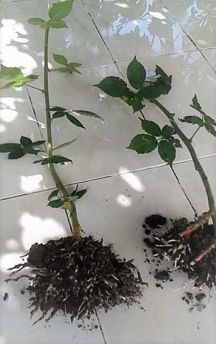 Stoloni capsuni remontante curgatoare butasi mur, zmeur, agris verde