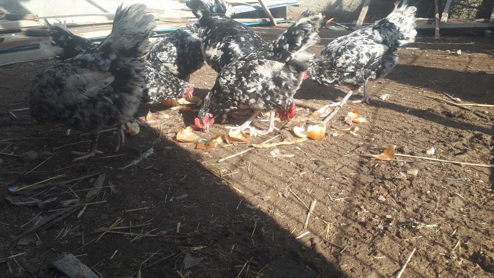 Астролорп темно-пестрый (долматинец) семейка