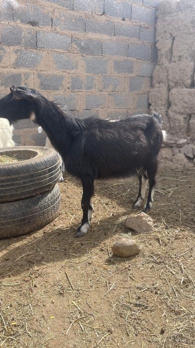 Қой-ешкі, теке, лақ сатылады