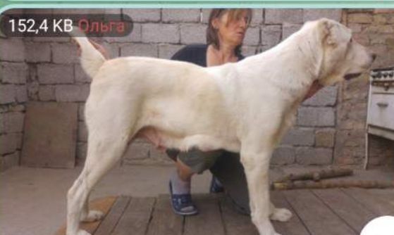 Алиментный щенок алабая