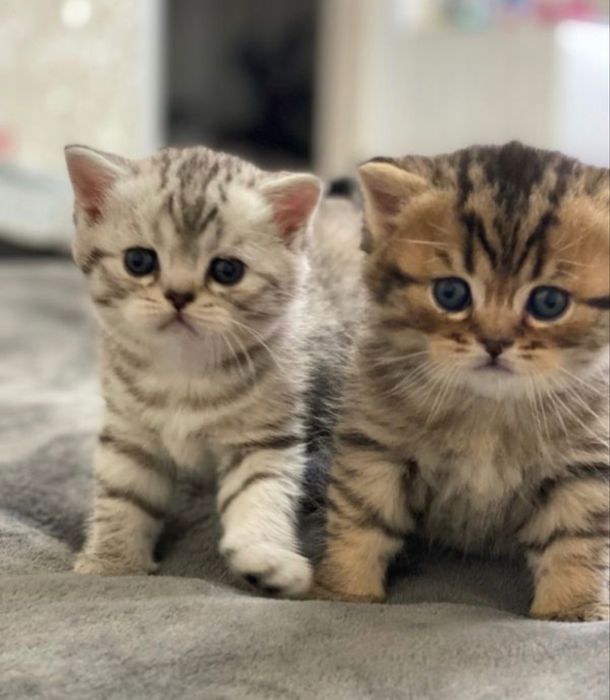 Лиловенькие Котята