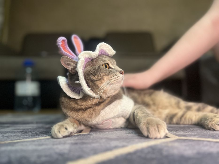 Красивый котик в хороший дом