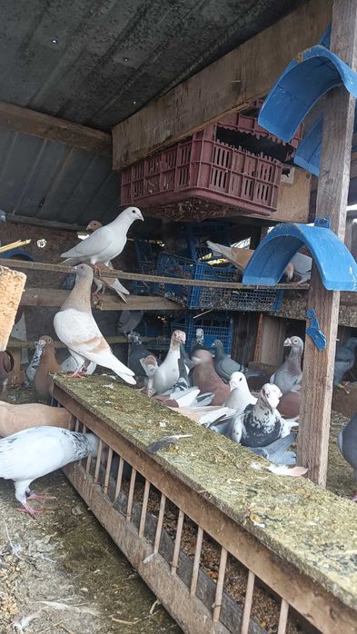 Vînd porumbei voiajori sănătoși