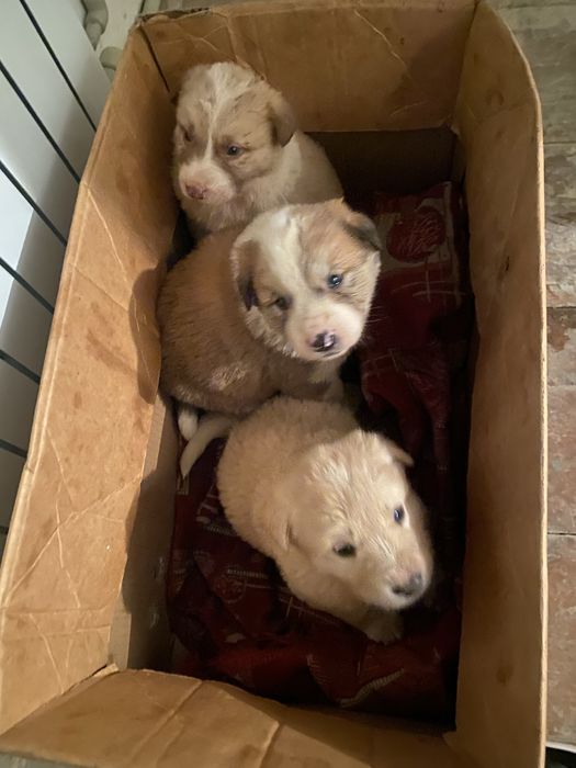 Казахи Тобет девочки