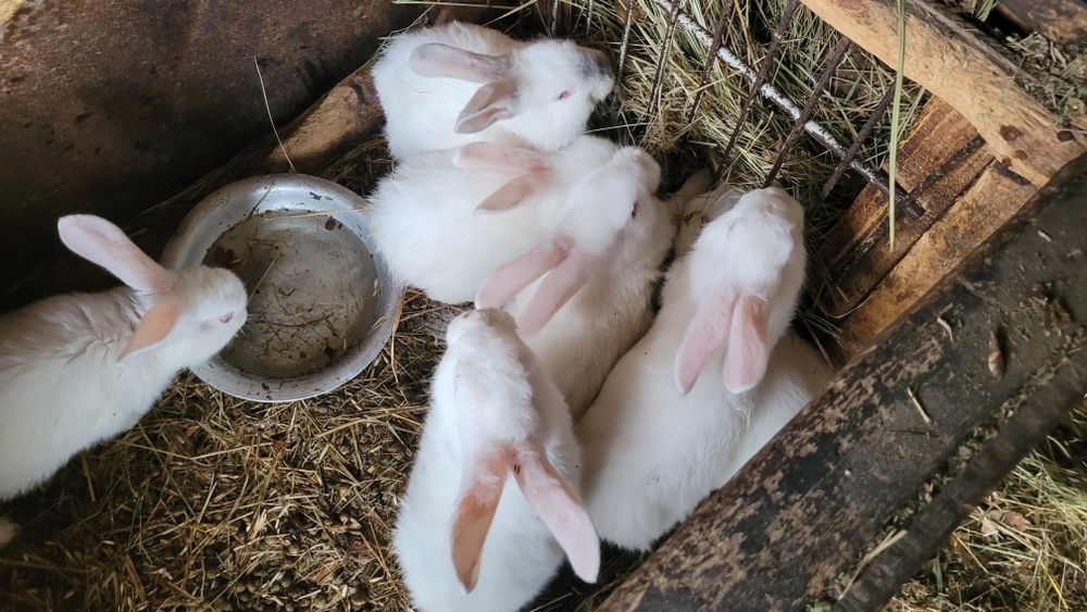 Продам кроликов на племя