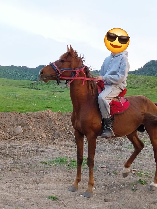 Бес жасар айғыр сатылады