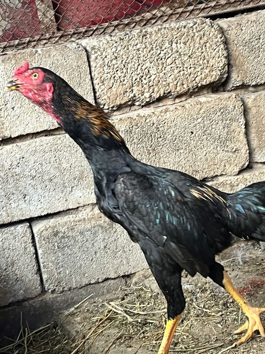 дакан шөже қораз