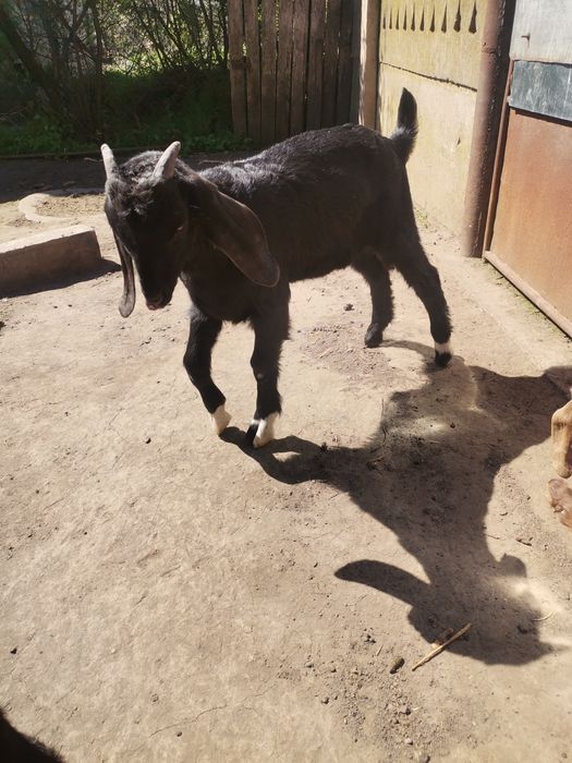 Tap Anglo Nubian de 3 luni