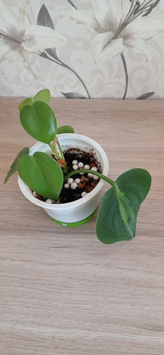 Продам комнатные цветы