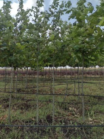 Vand copaci mesteacăn,  tei, platani, prunus pysardi,  magnolia etc