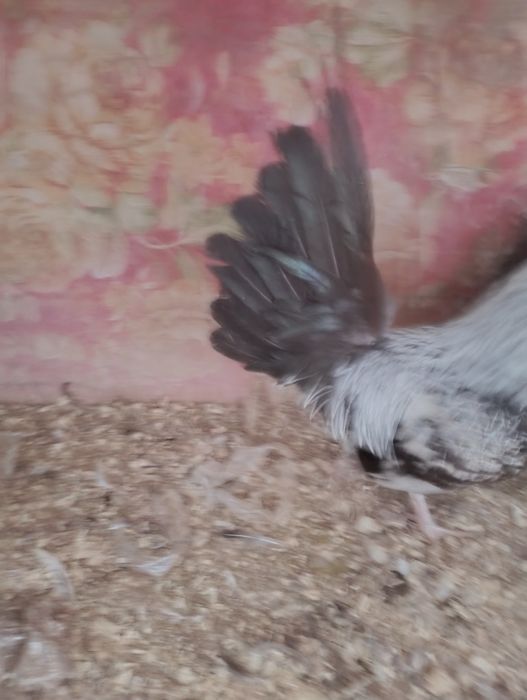 Бентамка молодогопетушка