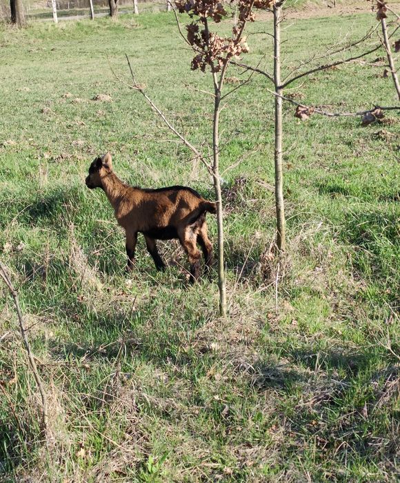 țăpuc Alpin francez
