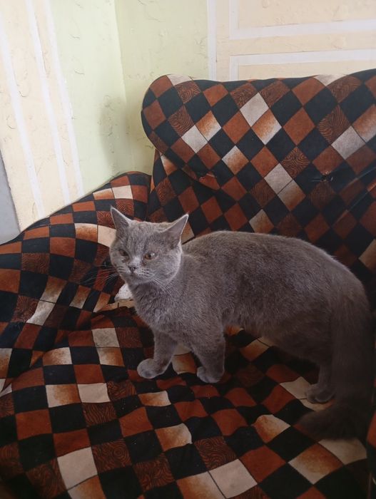 Мушук сотилади . Зоти Скоттиш Страйт.