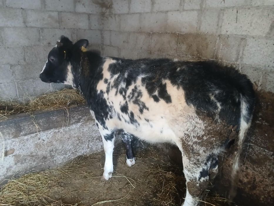 Vand vitica, albastru belgia.