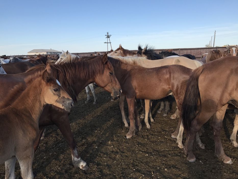 Тай, құнан, байтал