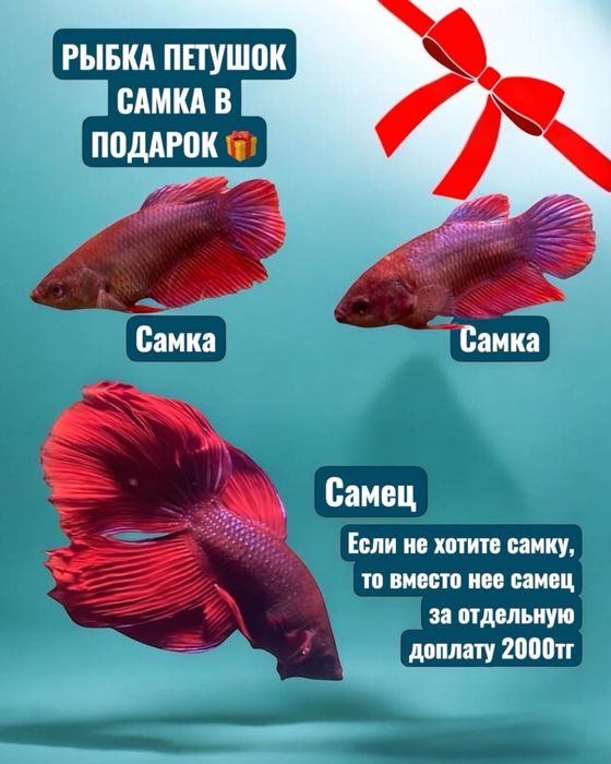 Аквариум шар 10л для петушка