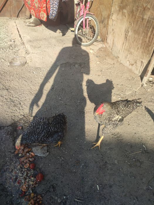 Пара куреей рябый и черный