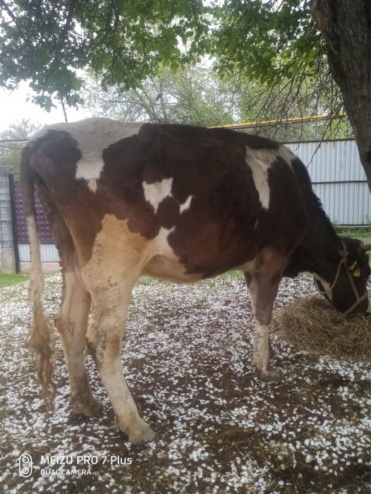 Корова чернопестрая