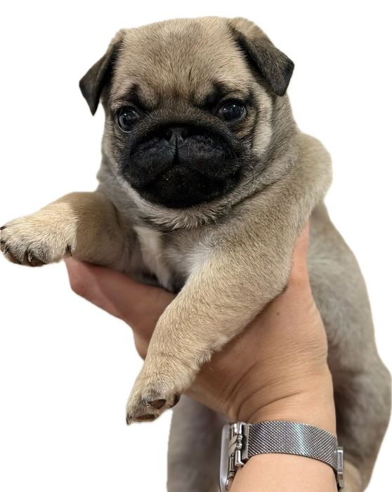 Очаровательный щенок мопса.