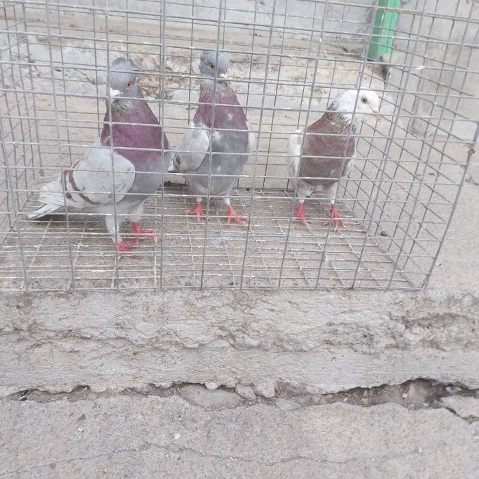 Краснамраморные лет с игрой