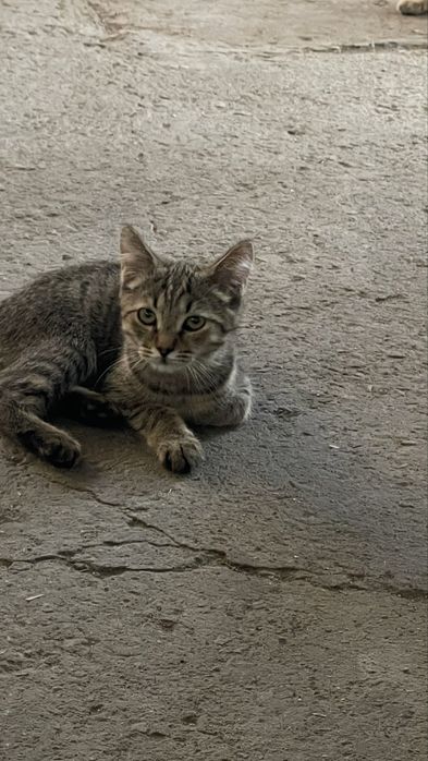 Котята бесплатно