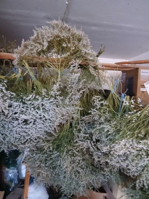 Vând buchete de statica albă