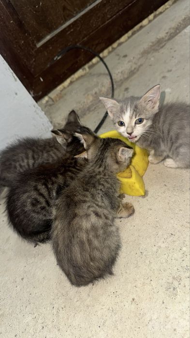 Mushuk bolalari beriladi