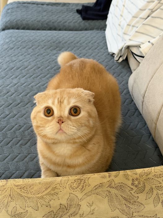 вислоухая кошка
