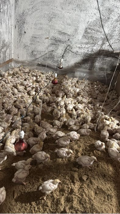 Қара мұз порно фильмін қараңыз