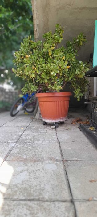 Голямо Дърво на живота