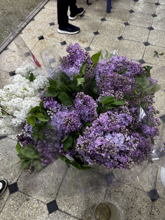 Пышная махровая сирень — свежесть, аромат и эффектный вид