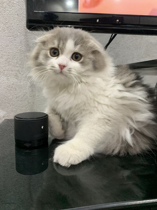 Вислоухая пушистая девочка скотиш фолд