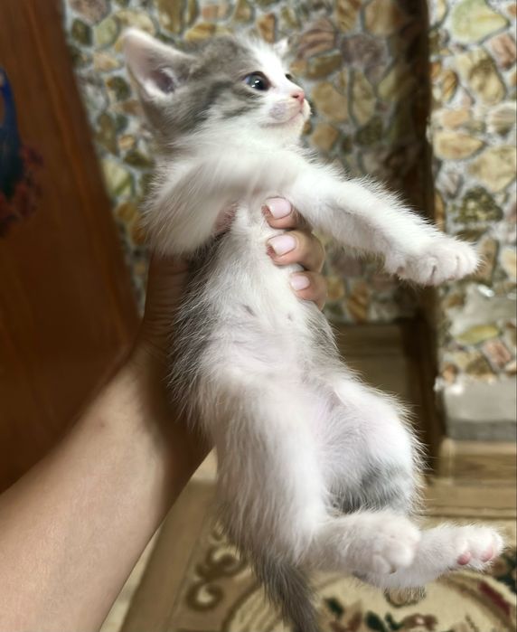 Отдам котят в хорошие руки