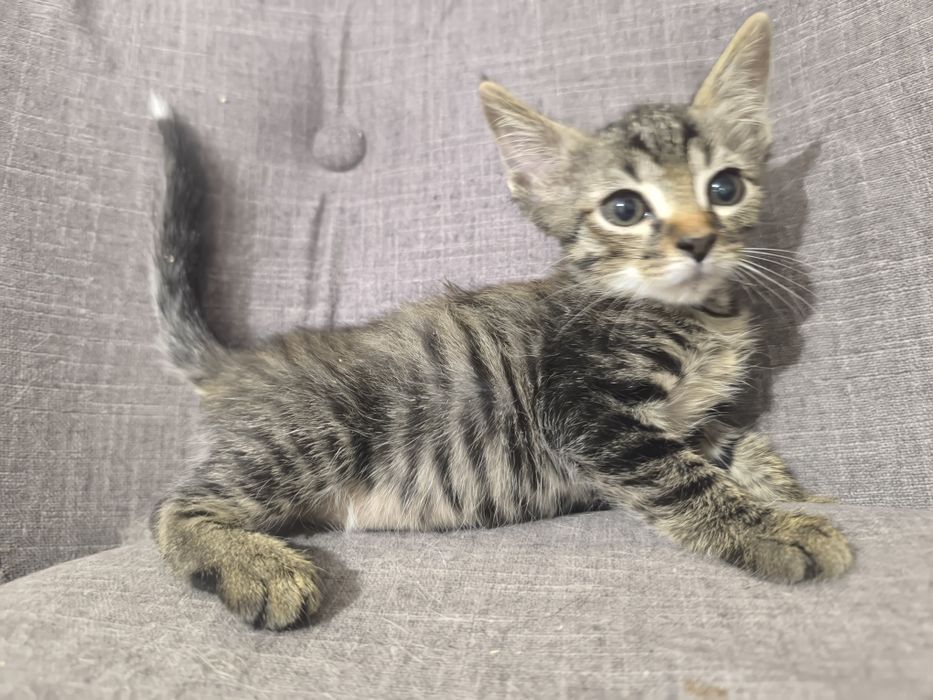 Котенок в поиске дома