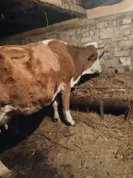 Vand vaca gestanta in 5 luni