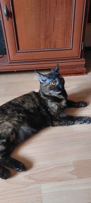 Кошка трехцветная