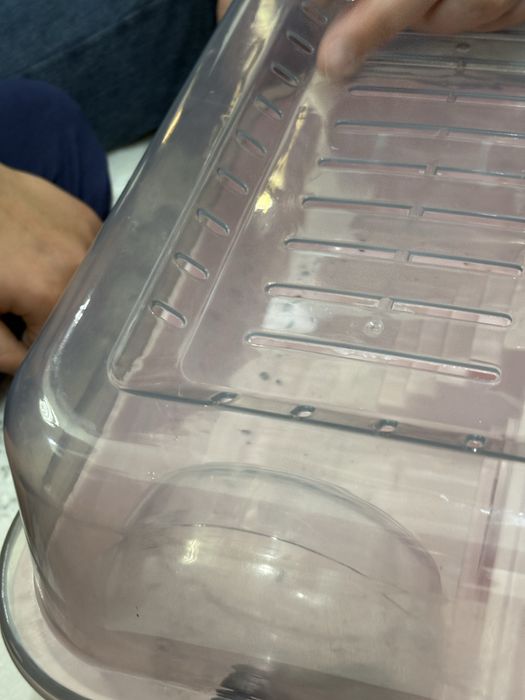 Продам хомяка домашнего