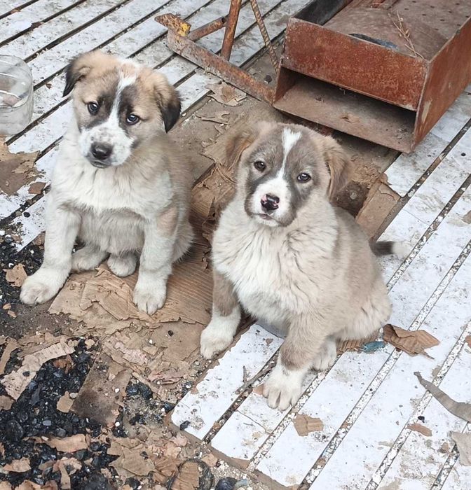 Алабай САО щенок 2 месяца