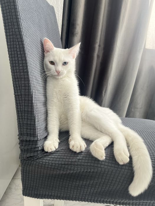 Кошка альбинос в добрые руки